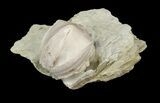 Large Blastoid (Pentremites) Fossil - Illinois #42824-2